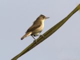 Blyth's Reed Warbler - Struikrietzanger (Acrocephalus dumetorum)