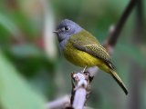 Grey-headed Canary-flycatcher - Grijskopvliegenvanger (Culicicapa ceylonensis)