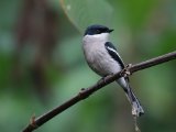 Bar-winged Flycatcher-shrike - Bonte Dwergtriller (Hemipus picatus)