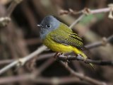 Grey-headed Canary-flycatcher - Grijskopvliegenvanger (Culicicapa ceylonensis)