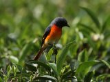 Small Minivet - Kleine Menievogel  (Pericrocotus cinnamomeus)