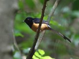 White-rumped Shama - Shamalijster (Copsychus malabaricus)