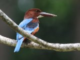 White-throated Kingfisher - Smyrnaijsvogel (Halcyon smyrnensis)