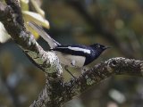 Oriental Magpie-robin - Dayallijster (Copsychus saularis)