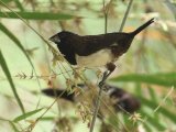 White-rumped Munia - Spitsstaartbronzemannetje (Lonchura striata)