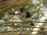 White-rumped Munia - Spitsstaartbronzemannetje (Lonchura striata)