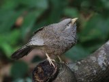 Yellow-billed Babbler - Geelsnavelbabbelaar (Argya affinis)