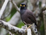 Common Myna- Treurmaina (Acridotheres tristis)