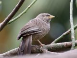 Yellow-billed Babbler - Geelsnavelbabbelaar (Argya affinis)