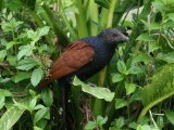 Greater Coucal - Chinese Spoorkoekoek (Centropus sinensis)