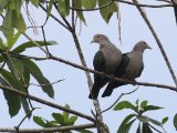 Green Imperial Pigeon - Groene Muskaatduif  (Ducula aenea)