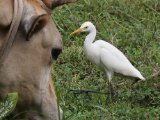 Eastern Cattle Egret - Oostelijke Koereiger (Bubulcus coromandus)