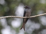 White-bellied Drongo - Witbuikdrongo (Dicrurus caerulescens)