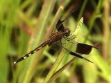 Band-winged Dragonlet - Erythrodiplax umbrata