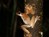 Rusty Treefrog - Boana Boans