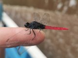 Flame-tailed Pondhawk - Erythemis peruviana