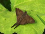 Brown Longtail - Urbanus procne