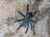 Common Pinktoe Tarantula - Avicularia avicularia