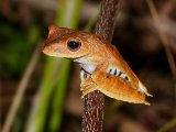 Blue-flanked Treefrog - Hypsiboas calcaratus