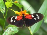 Heliconius erato amalfreda