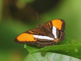 Adelpha cytherea