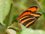 Banded Longwing - Dryadula phaetusa