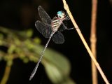 Slender Clubskimmer - Brechmorhoga praecox