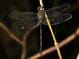 Slender Clubskimmer - Brechmorhoga praecox