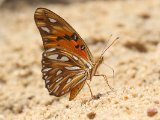 Gulf Fritillary - Agraulis vanillae