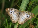 White Peacock - Anartia jatrophae