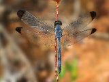 Tropical Woodskimmer - Uracis imbuta