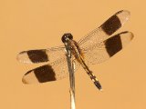 Band-winged Dragonlet - Erythrodiplax umbrata