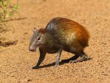 Braziliaanse Agouti