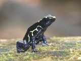 Geschilderde pijlgifkikker - Dendrobates tinctorius