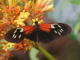 Heliconius erato amalfreda