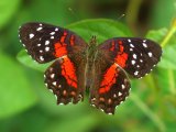 Red Peacock - Anartia amathea