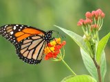 Monarchvlinder - Danaus plexippus