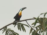 Groefsnaveltoekan - Channel-billed Toucan