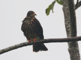 Slakkenwouw - Snail Kite