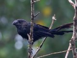 Kleine ani - Smooth-billed Ani