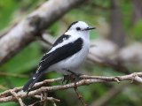 Bonte watertiran - Pied Water Tyrant