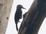 Priemsnavelmuisspecht - Straight-billed Woodcreeper