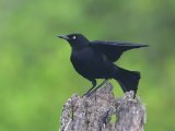 Caribische troepiaal - Carib Grackle