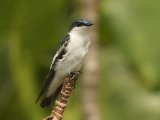 Blauw-witte zwaluw - Blue-and-white Swallow