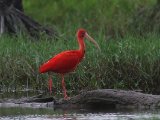 Rode ibis - Scarlet Ibis