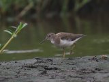 Amerikaanse oeverloper - Spotted Sandpiper