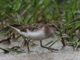 Kleinste strandloper - Least Sandpiper