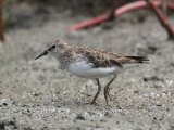 Grijze strandloper - Semipalmated Sandpiper