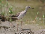 Grote geelpootruiter - Greater Yellowlegs