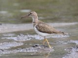 Amerikaanse oeverloper - Spotted Sandpiper